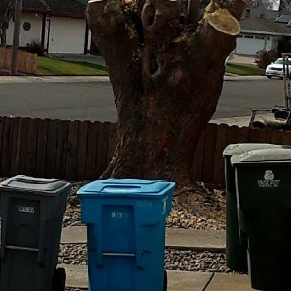 Big T's Trees - Now, we start again! - Tree Services Near Me