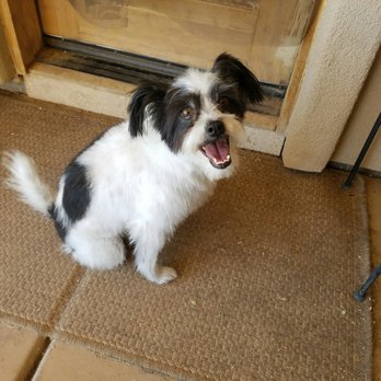The Natural Pet - Pet Groomers Near Me The Natural Pet - Pet Groomers Near Me