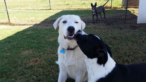 Cr Ranch Pet O Tel 107 Photos 49 Reviews Pet Boarding 6060 American Ave Modesto Ca Phone Number