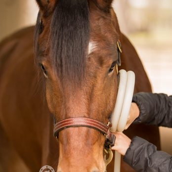 West Coast Magnawave - Animal Assisted Therapy Near Me West Coast Magnawave - Animal Assisted Therapy Near Me