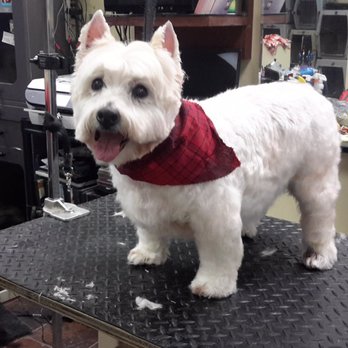 Gentle Groomer Too - After - Look how HAPPY!!!!! - Pet Groomers Near Me - Arvada, Colorado Gentle Groomer Too - After - Look how HAPPY!!!!! - Pet Groomers Near Me - Arvada, Colorado