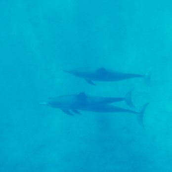 Ho'okena Beach Park - Spinner Dolphins - Parks Near Me - Captain Cook, Hawaii