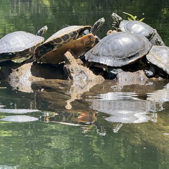 T n T Hideaway - Turtles- coots - Rafting/Kayaking Near Me - Crawfordville, Florida