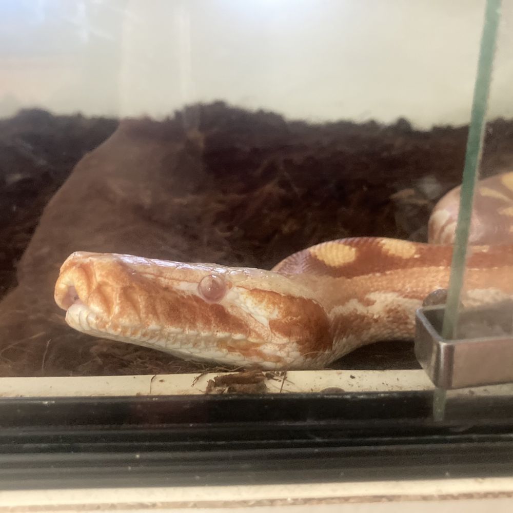 La Habra Pets - Reptile Shops Near Me - La Habra, California La Habra Pets - Reptile Shops Near Me - La Habra, California