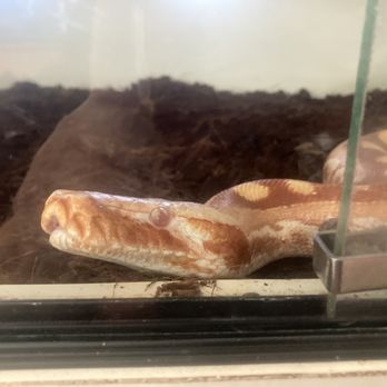 La Habra Pets - Reptile Shops Near Me - La Habra, California La Habra Pets - Reptile Shops Near Me - La Habra, California