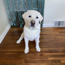 This is one clean handsome dog! This is one clean handsome dog!