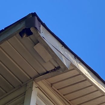 Snaps Pest Control - Someone wanted to say hello! LoL.    *you may have to zoom in a little* - Pest Control Near Me - Birmingham, Alabama