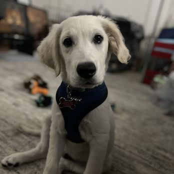 Blue Sky Puppies - Orlando - Pet Stores Near Me - Clermont, Florida Blue Sky Puppies - Orlando - Pet Stores Near Me - Clermont, Florida