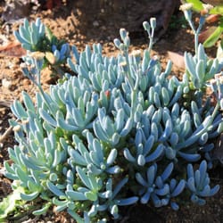 M&J Nursery - SENECIO SERPENS