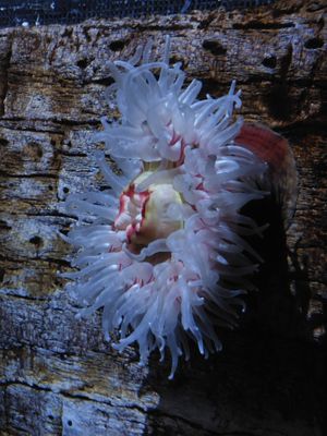 SEA LIFE Orlando Aquarium by null