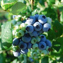 Blueberry Fields of Stillwater