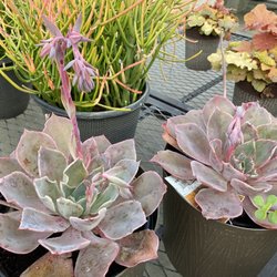 Lowe's Home Improvement - Echeveria Andromeda Rae