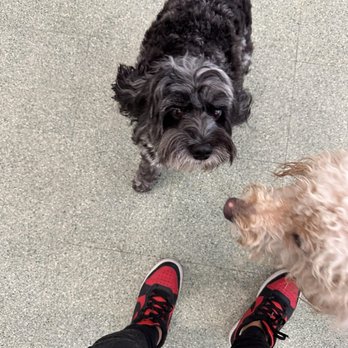 pupculture - My pup Willie - Dog Walkers Near Me - New York, New York pupculture - My pup Willie - Dog Walkers Near Me - New York, New York