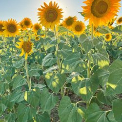 Do it in Tuscany - Private Tours and Experiences 