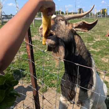 Carma Farms - The animals loved being fed! - Farms Near Me - Markham, Ontario Carma Farms - The animals loved being fed! - Farms Near Me - Markham, Ontario