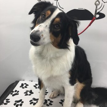 Grooming In Style - Pet Groomers Near Me Grooming In Style - Pet Groomers Near Me
