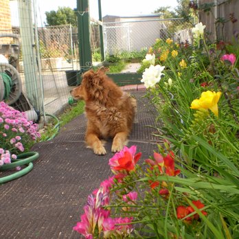 Doggie Dos - Sugar and our beautiful backyard. - Pet Groomers Near Me - La Mesa, California Doggie Dos - Sugar and our beautiful backyard. - Pet Groomers Near Me - La Mesa, California