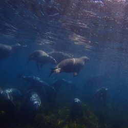 Adventure Bay Charters - Loved our snorkeling adventure with Adventure Bay Charters...amazed at how close we got to the sea lions, how numerous & playful they were!