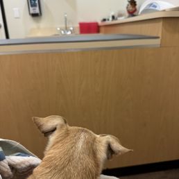 Lulu waiting for her vaccines... Lulu waiting for her vaccines...