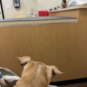 Griffith Pet Hospital - Lulu waiting for her vaccines... - Veterinarians Near Me - Glendale, California Griffith Pet Hospital - Lulu waiting for her vaccines... - Veterinarians Near Me - Glendale, California