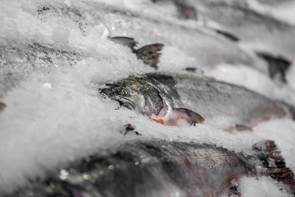Pike Place Fish Market by null