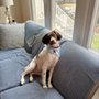 Trophy Paws Pet Grooming