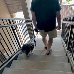 Bark Busters Home Dog Training Des Moines