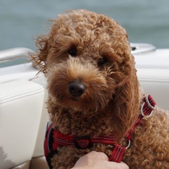 Beach Buddy Tours - Boat Tours Near Me - Cape Coral, Florida