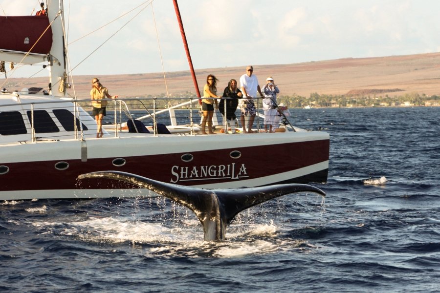 Shangri-La Sailing Charter Logo