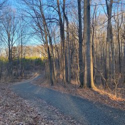 Whitney State Forest