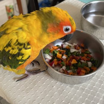 Exotic Birds By Fran - Ready to munch on his veggies - Pet Stores Near Me - Cypress, California