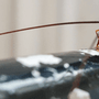 Photo of Long's Termite & Pest Control