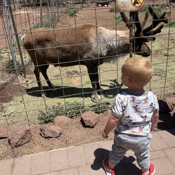Grand Canyon Deer Farm - Zoos Near Me - Williams, Arizona Grand Canyon Deer Farm - Zoos Near Me - Williams, Arizona