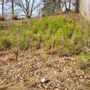 Photo of Backyard restoration