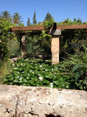 MUCBO | Jardí Botànic de Sóller by null