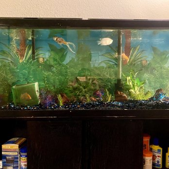 AquaLifeStudio - After - Aquarium Services Near Me - Fairfield, California