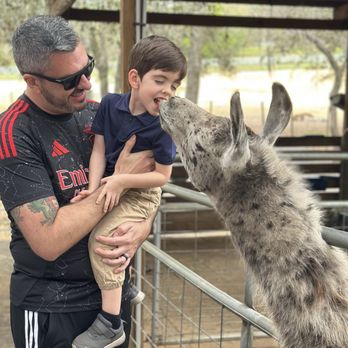 LunaSea Alpaca Farm - Feeding the llama with your mouth - Attraction Farms Near Me - Clermont, Florida LunaSea Alpaca Farm - Feeding the llama with your mouth - Attraction Farms Near Me - Clermont, Florida