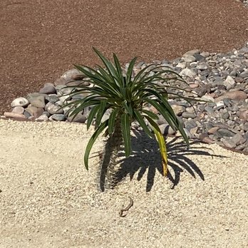 Carlos jr landscaping - After - Landscaping Near Me