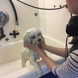 Doggy Details - Jen giving my 13lv Maltese a bath (boy do these dogs shrink in size when all wet)