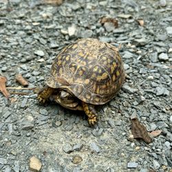 Carolina Thread Trail - Turtle on the trail