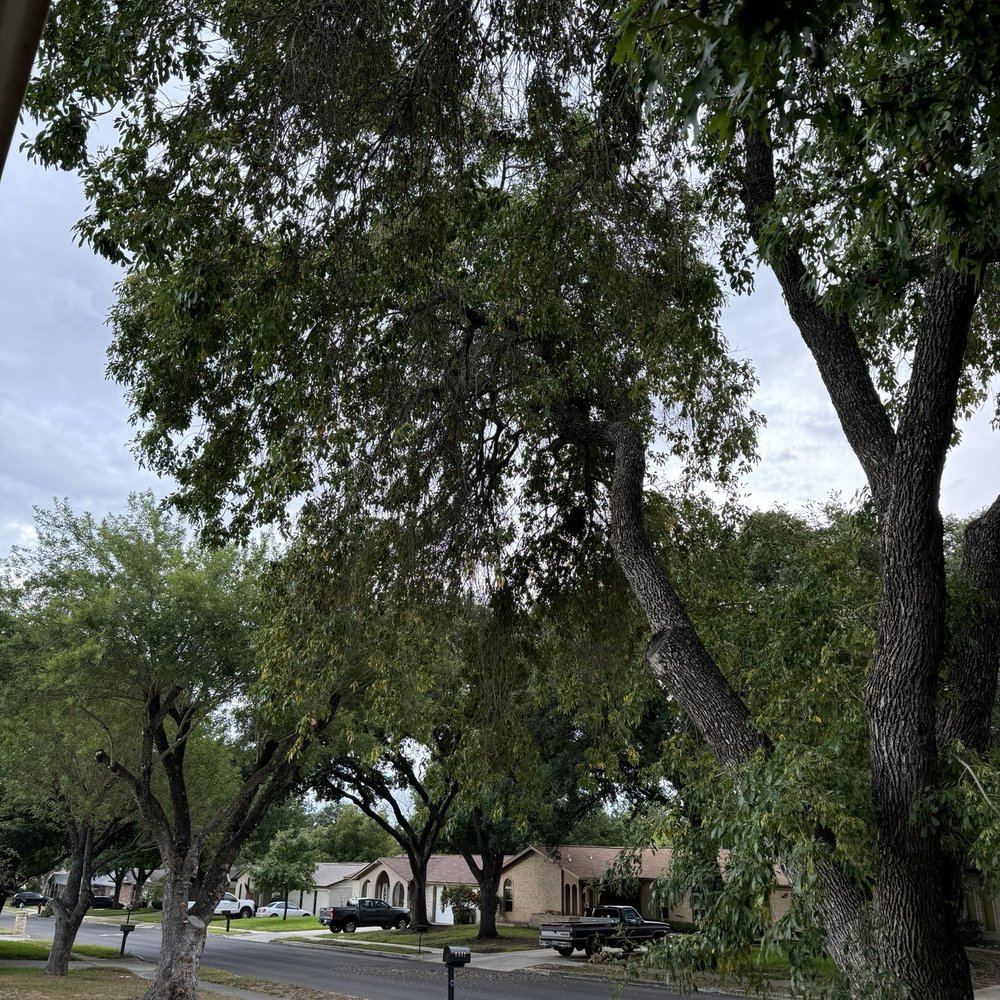 Before the tree branch  was chopped down
