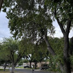 Before the tree branch  was chopped down