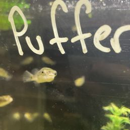 Puffer fish :)