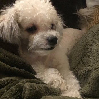 Groomit for Pets - Pet Groomers Near Me