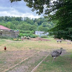 Restaurant Waldschlösschen - Waldschlosschen Wangen Hotel-Restaurant & Cafe