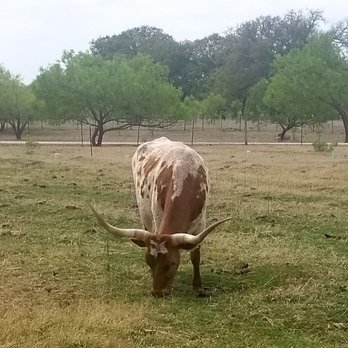Fredericksburg Trade Days - Flea Markets Near Me - Fredericksburg, Texas