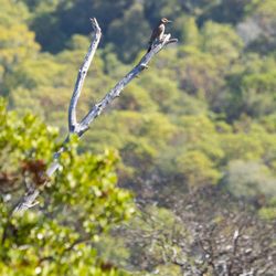 Northern Flicker