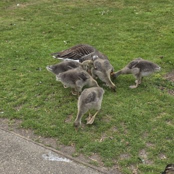 Leeds Castle - A family of geese - Landmarks & Historical Buildings Near Me