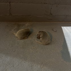 All Star Animal Trapping