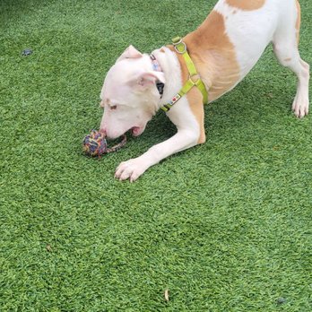 AMA Animal Rescue - Baby Pablo who spent the first 6 months of his life locked in the cage is now learning to play and run amd be a happy puppy  with AMA - Community Service/Non-Profit Near Me - Brooklyn, New York